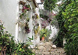 Castellar de la Frontera, street with flowers at the white facades, Spain photo