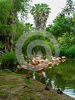CASTELLI, BUENOS AIRES, ARGENTINA - Nov 19, 2012: Lake with flamingos (Phoenicopterus chilensis) and Mallard ducks photo