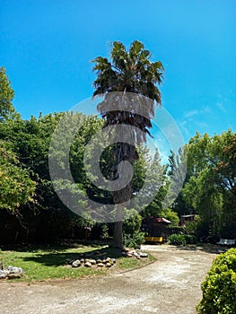 Palm tree at Minotauro aviary. photo