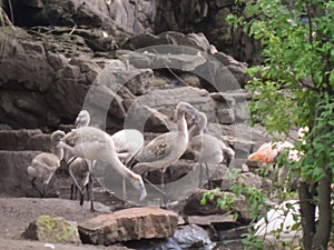 Selective focus shot of flaminglets or baby flamingos from captive breeding photo