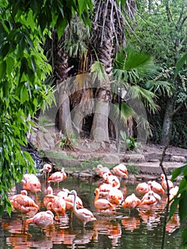 Flock of pink Chilean flamingos (Phoenicopterus chilensis) photo