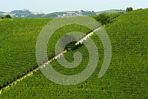 Castellinaldo vineyards