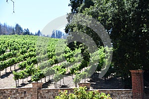 Castello di Amorosa Winery and Vineyard in the Napa Valley in Calistoga, California