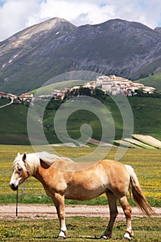 Castelluccio