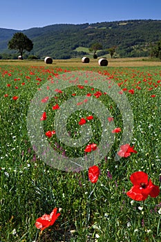 Castelluccio di Norcia