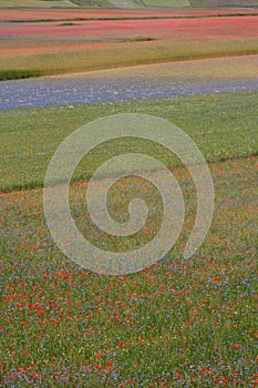 Castelluccio di Norcia / colored fields