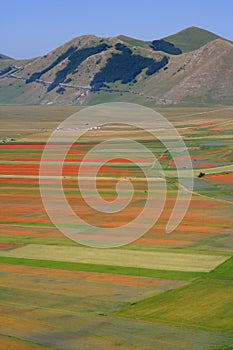 Castelluccio di Norcia / Coloured fields