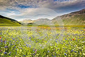 Castelluccio di Norcia, flowering