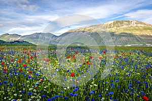 Castelluccio di Norcia, flowering