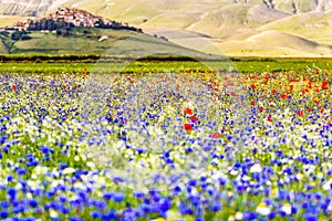 Castelluccio di Norcia, flowering