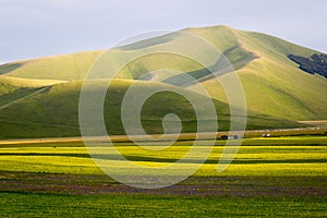 Castelluccio di Norcia, flowering