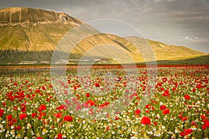 Castelluccio di Norcia, flowering