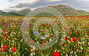 Castelluccio di Norcia, flowering