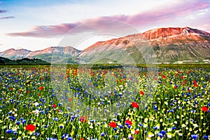 Castelluccio di Norcia, flowering