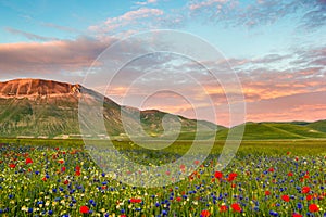 Castelluccio di Norcia, flowering