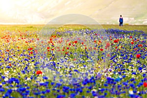 Castelluccio di Norcia, flowering