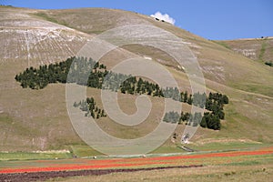 Castelluccio di Norcia / Italy