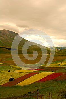 Castelluccio di Norcia meadow photo