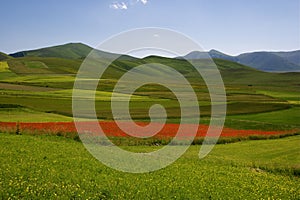 Castelluccio di Norcia meadow