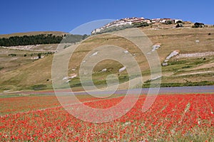 Castelluccio di Norcia & Poppies