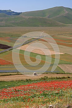 Castelluccio di Norcia / Poppies & coloured fields