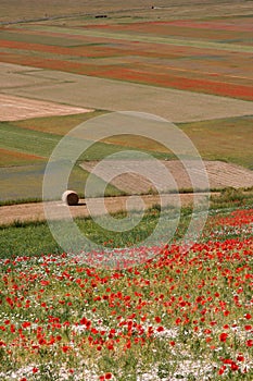 Castelluccio di Norcia / Poppies & coloured fields