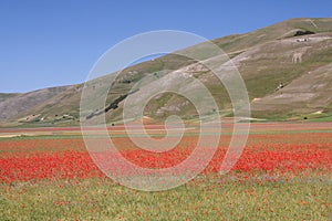 Castelluccio di Norcia / Poppies & Panorama