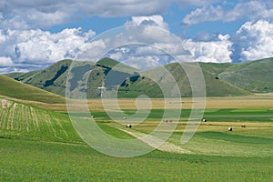 Castelluccio di Norcia, in Umbria, Italy. Fields and hills, sunny day. Green agricultural rural landscape. With bales of