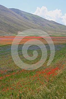 Castelluccio di Norcia / view from the fields