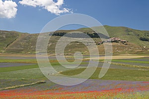 Castelluccio flower fields