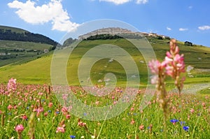 Castelluccio at the flowering photo