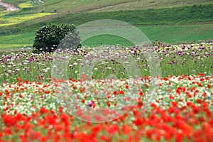 Castelluccio flowers hills