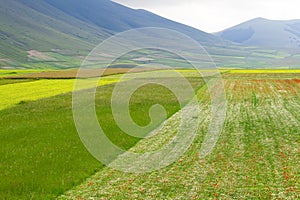 Castelluccio flowers hills