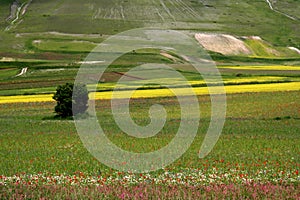 Castelluccio /spring fields