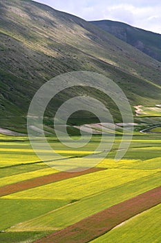 Castelluccio /spring landscape