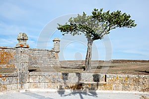 Lonely tree near Castelo de Almeida, Portugal photo