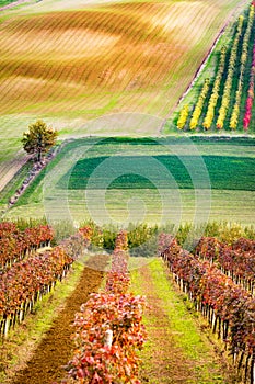 Castelvetro di Modena, vineyards in Autumn