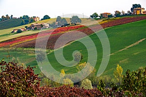 Castelvetro di Modena, vineyards in Autumn