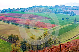 Castelvetro di Modena, vineyards in Autumn