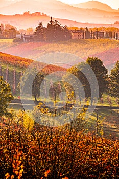 Castelvetro di Modena, vineyards in Autumn