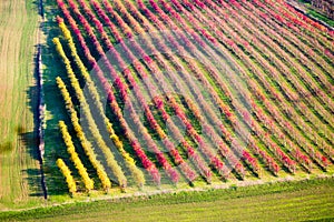 Castelvetro di Modena, vineyards in Autumn