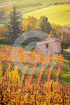 Castelvetro di Modena, vineyards in Autumn