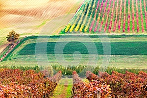 Castelvetro di Modena, vineyards in Autumn