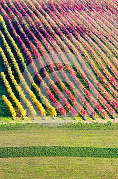 Castelvetro di Modena, vineyards in Autumn