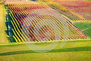 Castelvetro di Modena, vineyards in Autumn