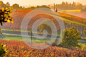 Castelvetro di Modena, vineyards in Autumn