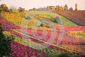 Castelvetro di Modena, vineyards in Autumn