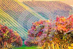 Castelvetro di Modena, vineyards in Autumn