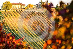 Castelvetro di Modena, vineyards in Autumn