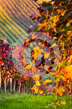 Castelvetro di Modena, vineyards in Autumn